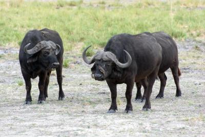 Чистка буйволов