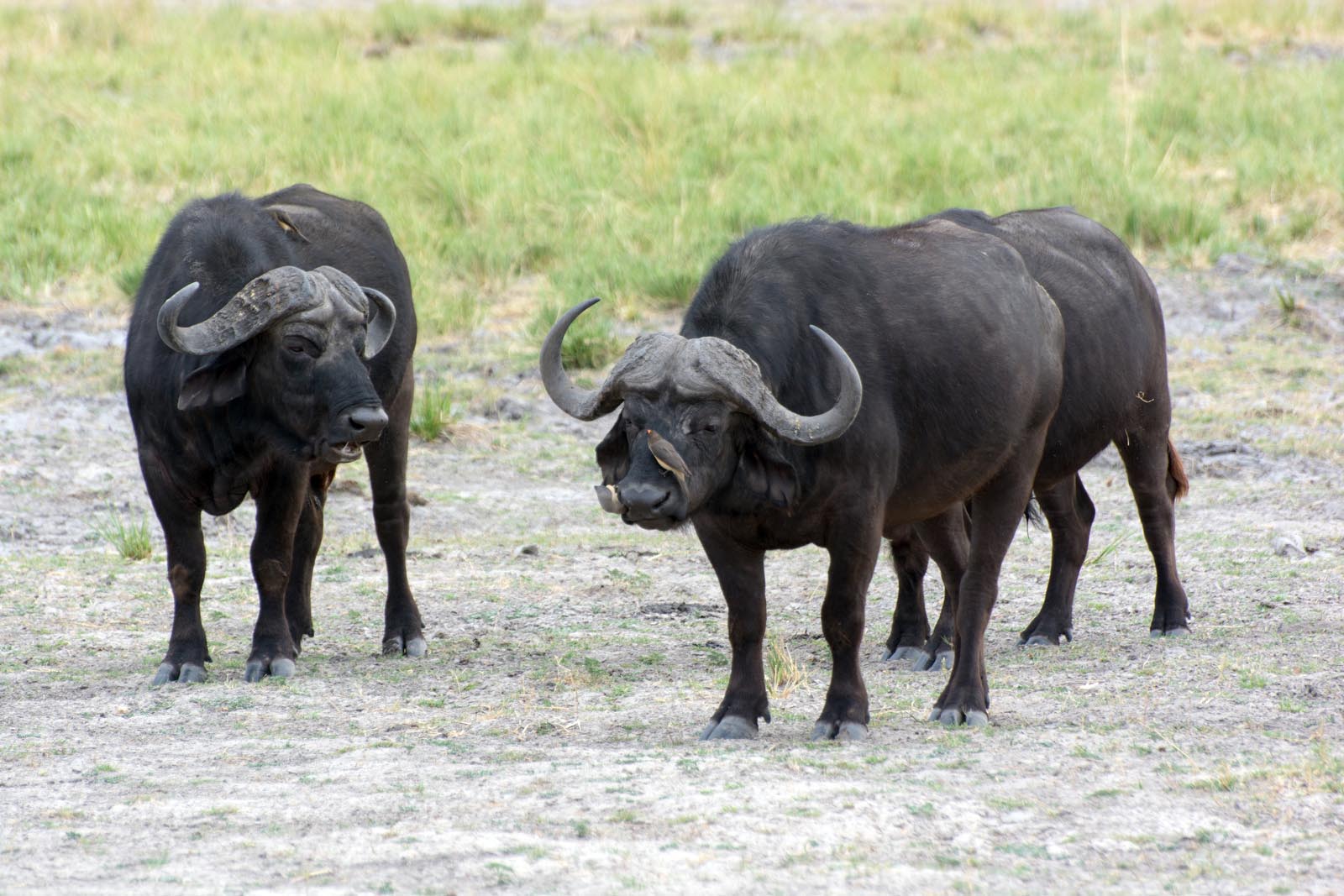 Маленькие птички чистят буйволов от паразитов
