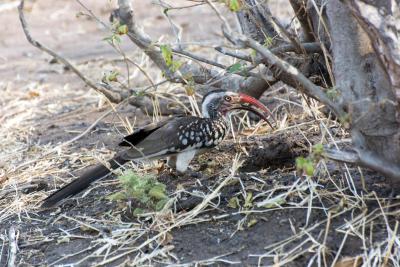 Птиц с длинным клювом