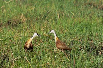 Эти птички что-то не поделили