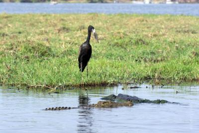 Цапель и крокодил
