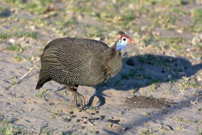Цецарка, она же цыпленок чобе