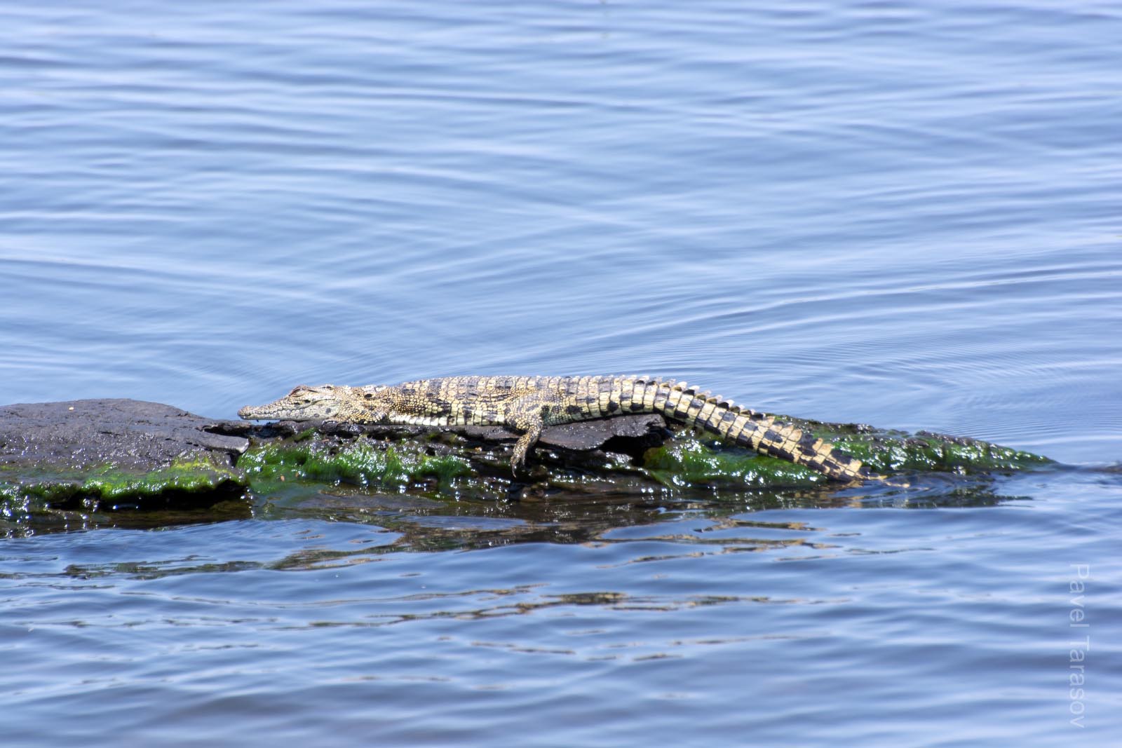 Маленький крокодильчик. Такого мы видели с каяков в замбези (этот снят в Ботсване)