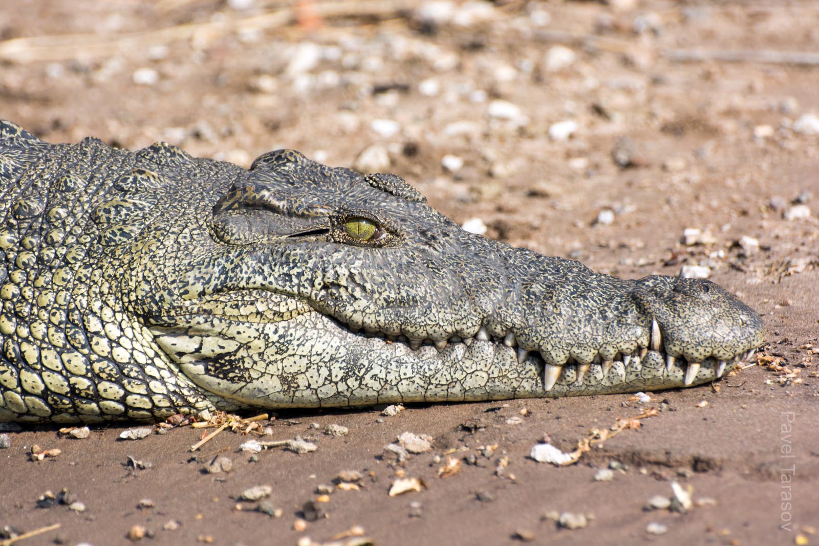 Посмотрите на эту добрую улыбку!