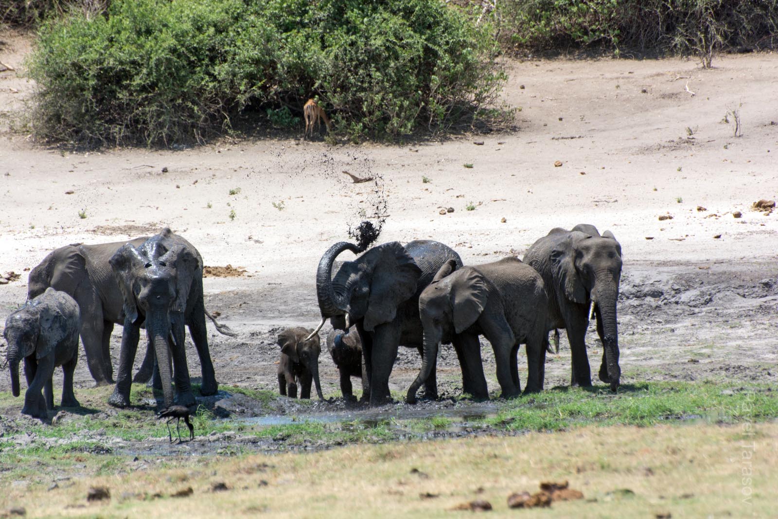 В Чобе одна из самых больших популяций африканских слонов. Они выходят на водопой и на грязевые ванны к реке - грязь защищает от насекомых