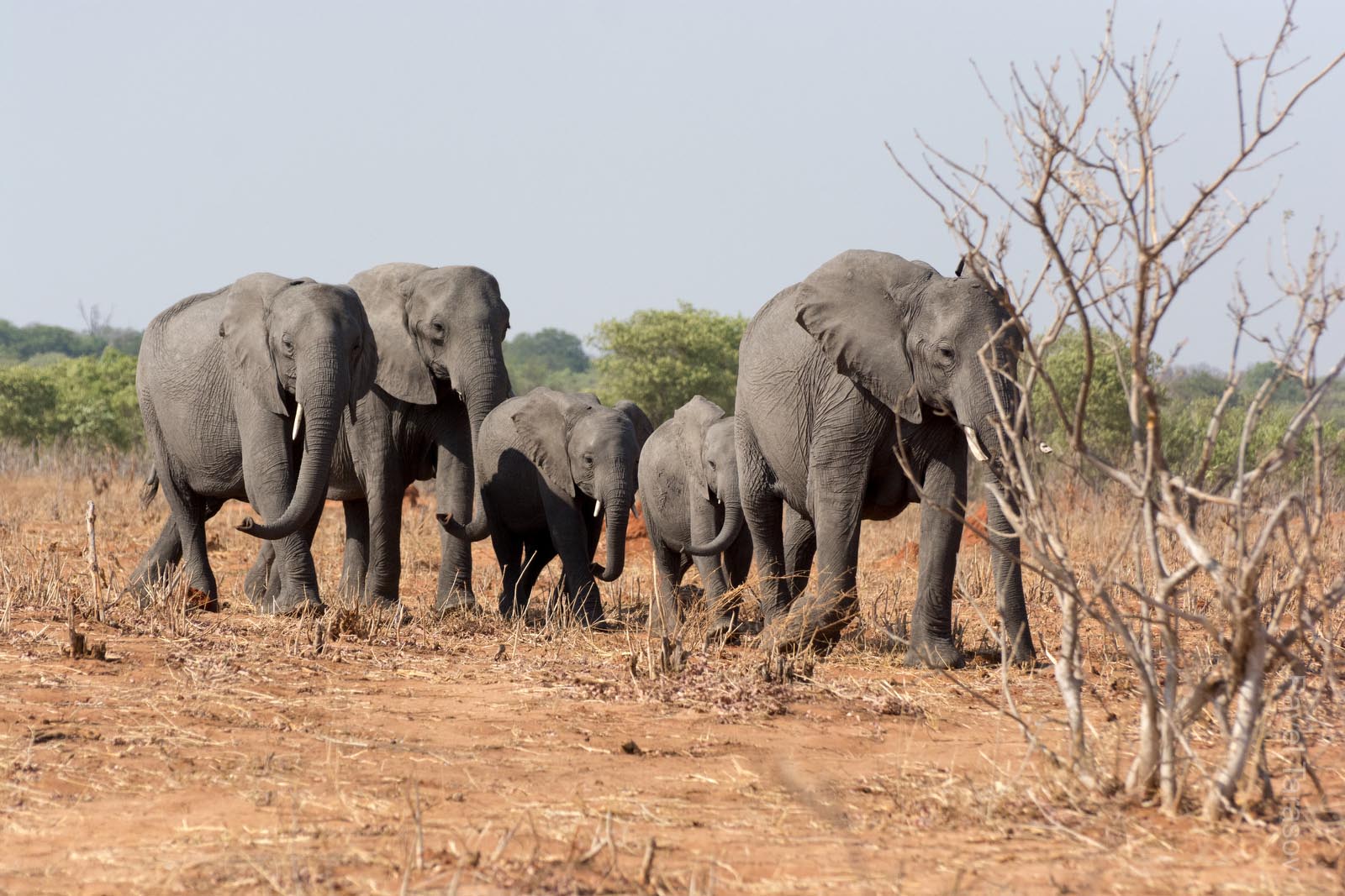 Слонята всегда держатся родителей, а ингода и правда держут маму за хвост