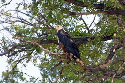 Рыбный орел