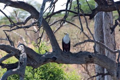 Рыбный орел