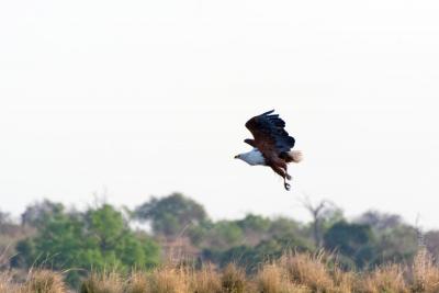 Рыбный орел