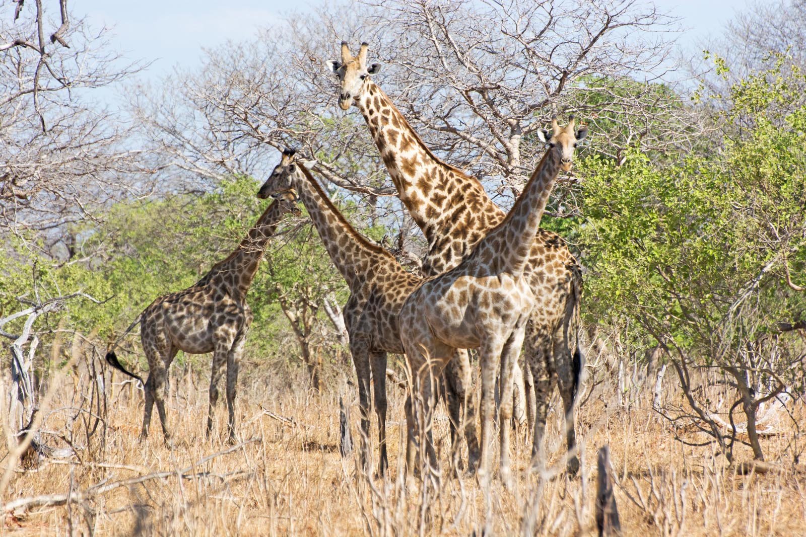 Любопытные жирафы пришли смотреть на людишек вышедших из джипа разминать ноги