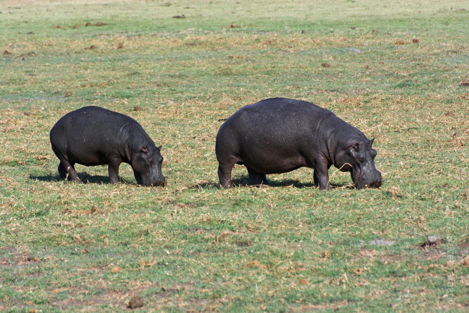 На суше бегемоты пасутся как коровы 