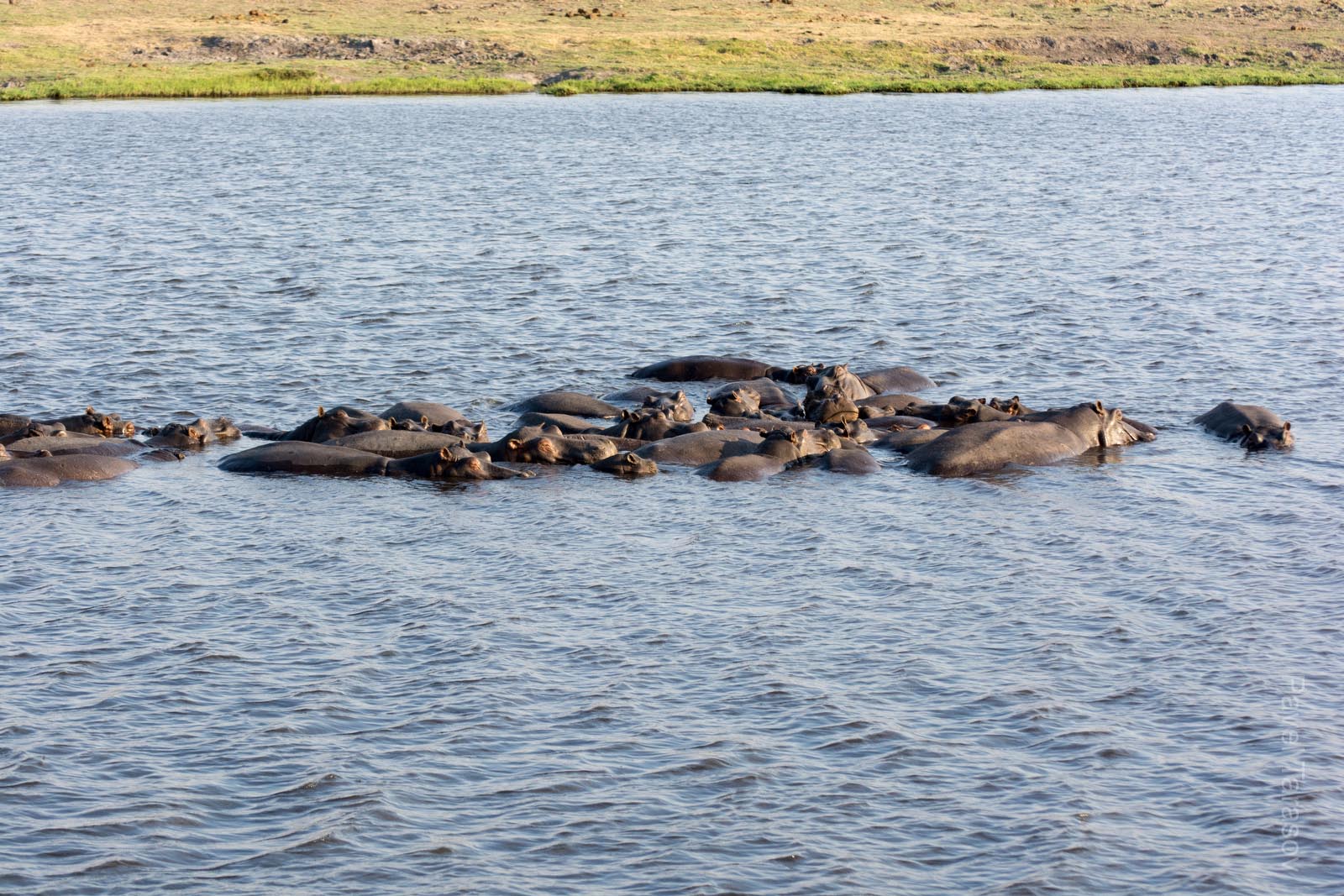 В воде бегемот страшный зверь! Они прячутся под водой так, что их вообще не видно, только иногда всплывают подышать