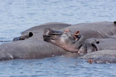 Довольная рожа бегемота