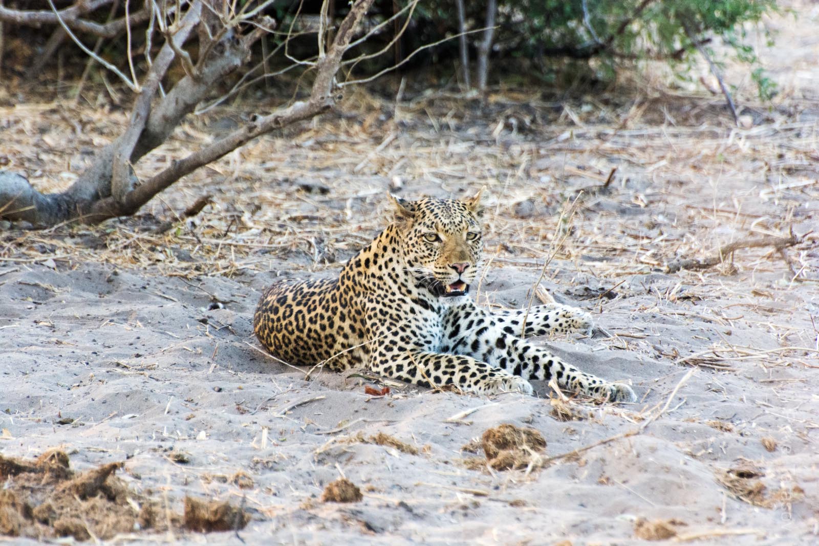 Этот пятнистый кошак заточил антилопу, затащил ее на дерево и довольный валялся под деревом еще 3 дня - видимо ходил подгрызать тушу