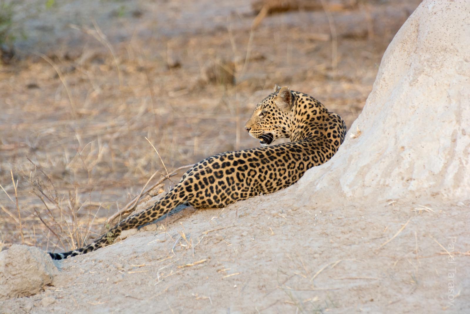 Когда к леопарду подъехало 5 джипов он стал вести себя как обычный кот. Встал, красивой походкой прошелся и лег - попой к джипам.