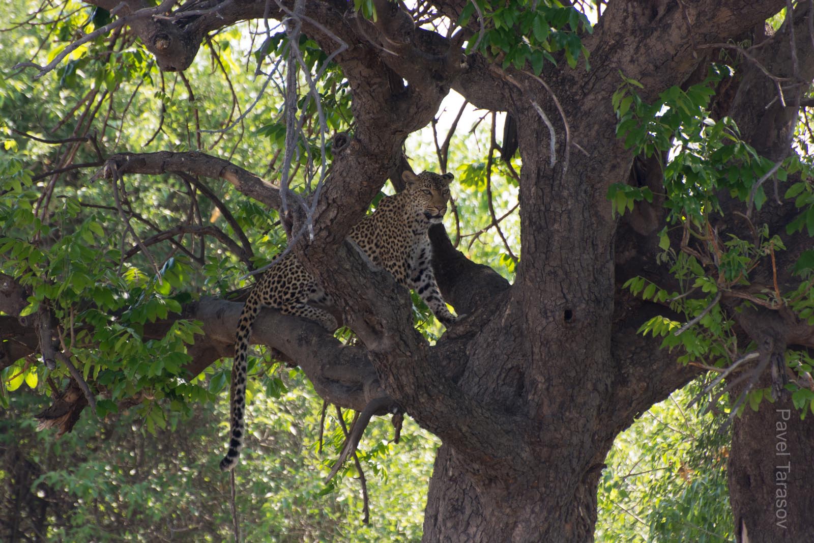 В этот раз леопарду не повезло. На рассвете он завалил антилопу, объелся и залез спать на дерево, бросив тушу на земле. Когда мы днем ехали обратно я увидел что он стал спускаться с дерева и попросил водителя подъехать к туше - видимо он спускался за ней. Однако оказалось что у туши уже сидит львица (которая в 2 раза больше леопарда!), они посмотрели друг на друга и леопард залез назад на дерево