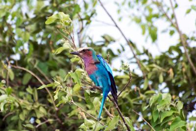 Сиреневогрудая сизоворонка