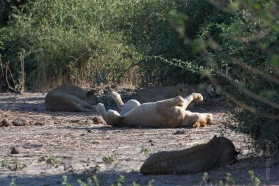 Львицы подставляют пузико!