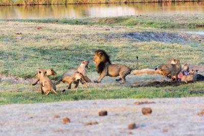 Львы завалили слоненка