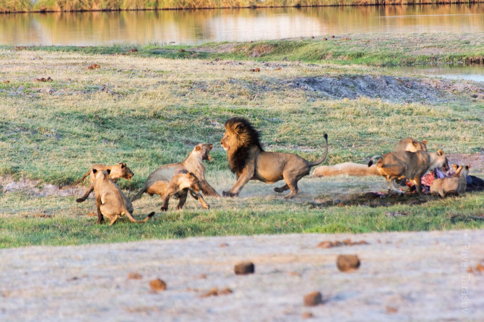 Стало понятно, почему слонята жмуться к родителям. Прайд львов на закате завалил слоненка. Лев долго смотрел как львицы его жрут, а потом решил что оставшееся - его, и пошел отгонять их от туши. Кажется не все еще львицы еще наелись к этому моменту)