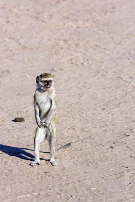 Макака-попрошайка