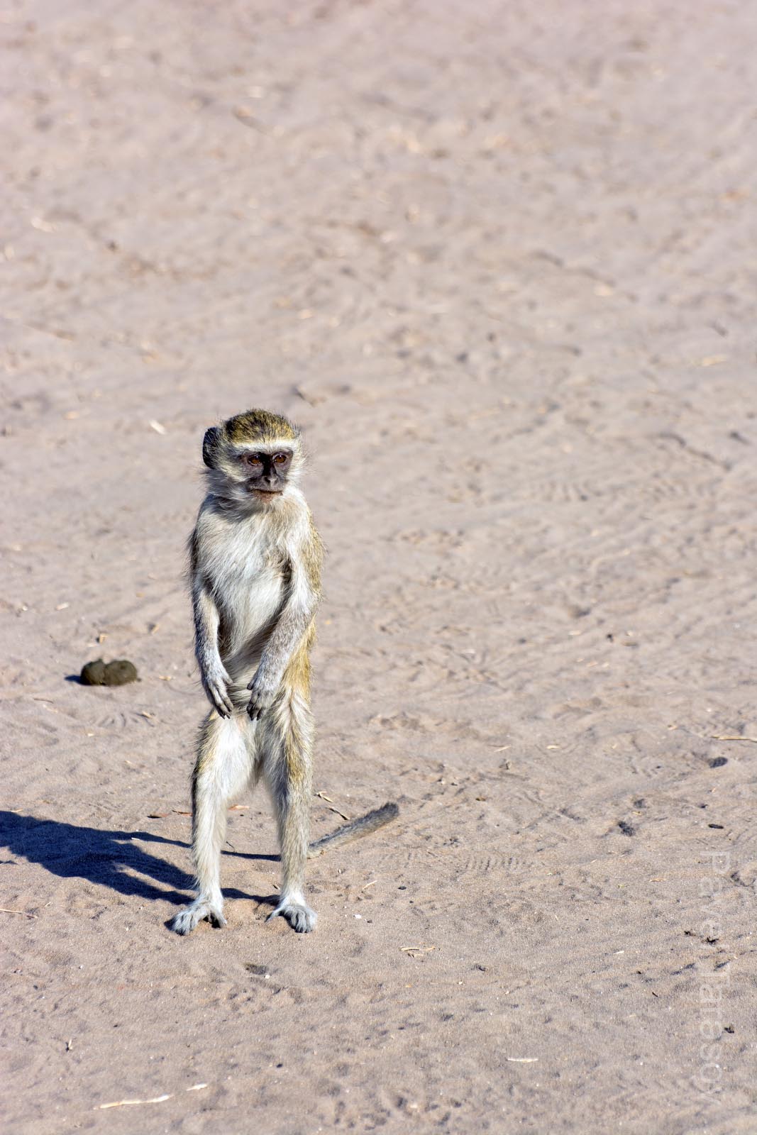 Этот маленький засранец живет на стоянке джипов и очень ловко ворует печеньки у туристов