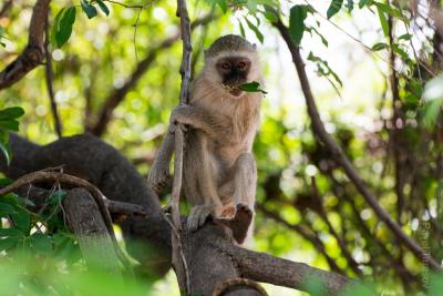 Макак с цветочком