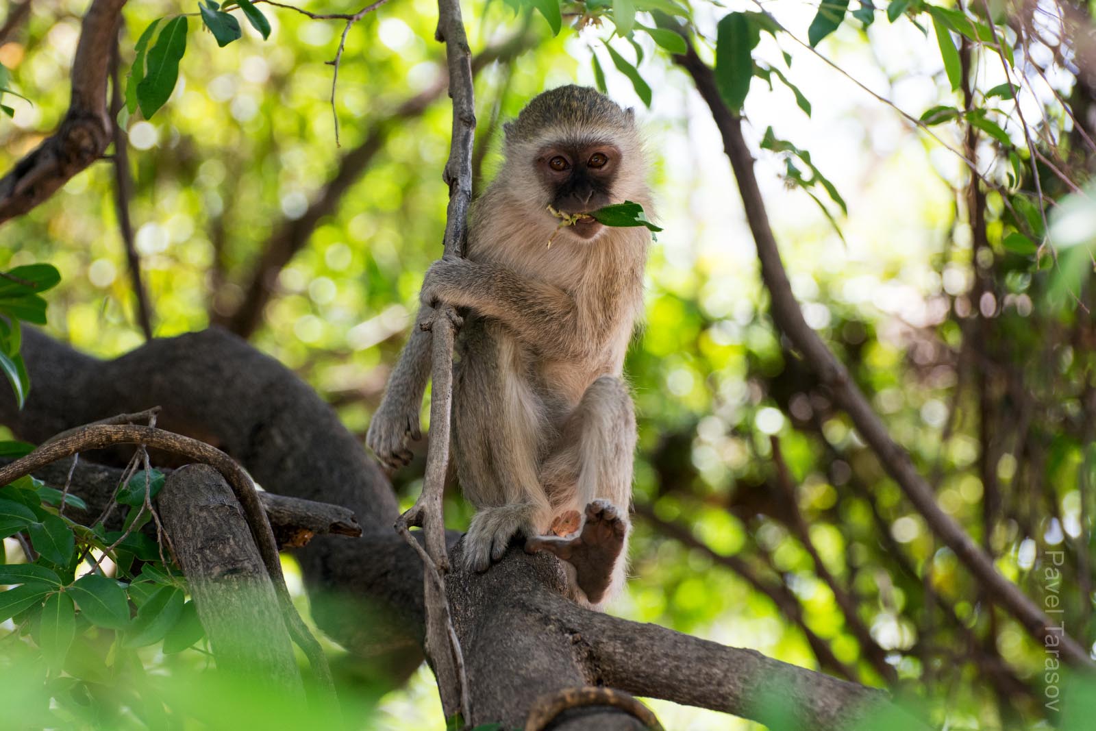 Я очень долго снимал эту макаку в Чобе сафари лодж, поскольку она забавно прыгала по дереву. Кончилось тем, что стая на меня обиделась и штук 5 мартышке полезли на меня шипя и размахивая конечностями. От испугу грохнулся на спину - но запущенный в одну из них камень разогнал стаю