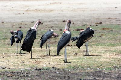 Стервятники