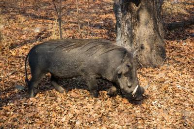 Бородавочник