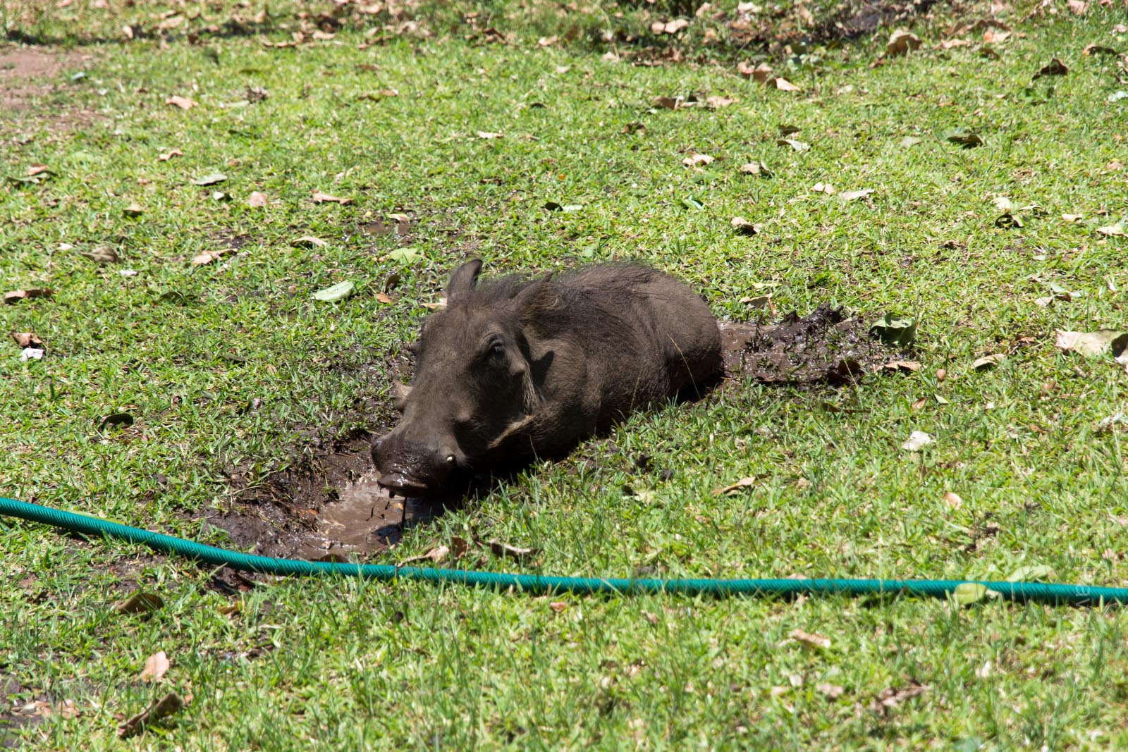 Этот бородавочник нашел дырку в шланге в кемпинге, раскопал яму, дождался пока туда натечет вода и делал хрю-хрю-хрю!