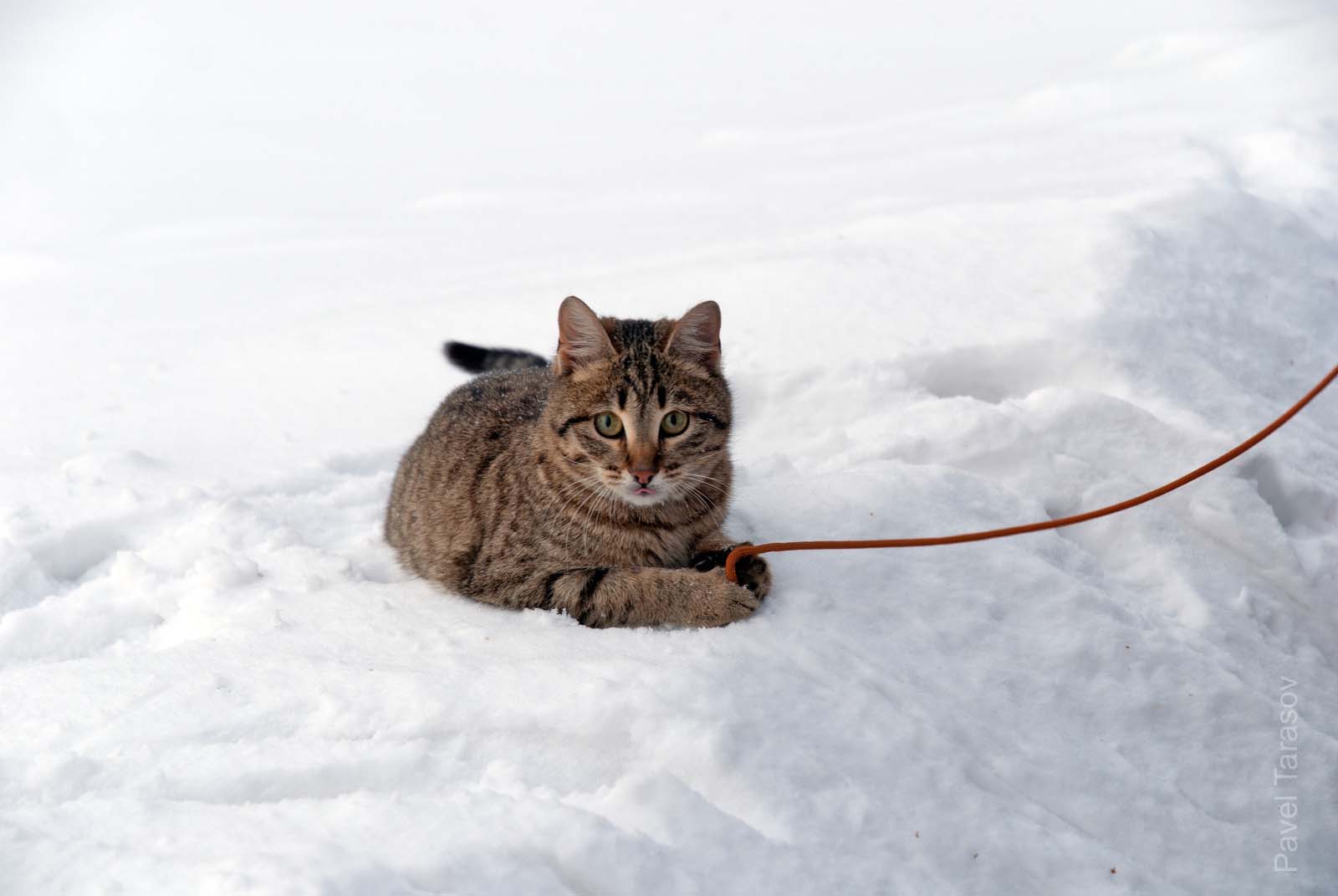 На турбазе на дневке гоняли кошака. Она с удовольствием прыгала по сугробам за веревочкой.