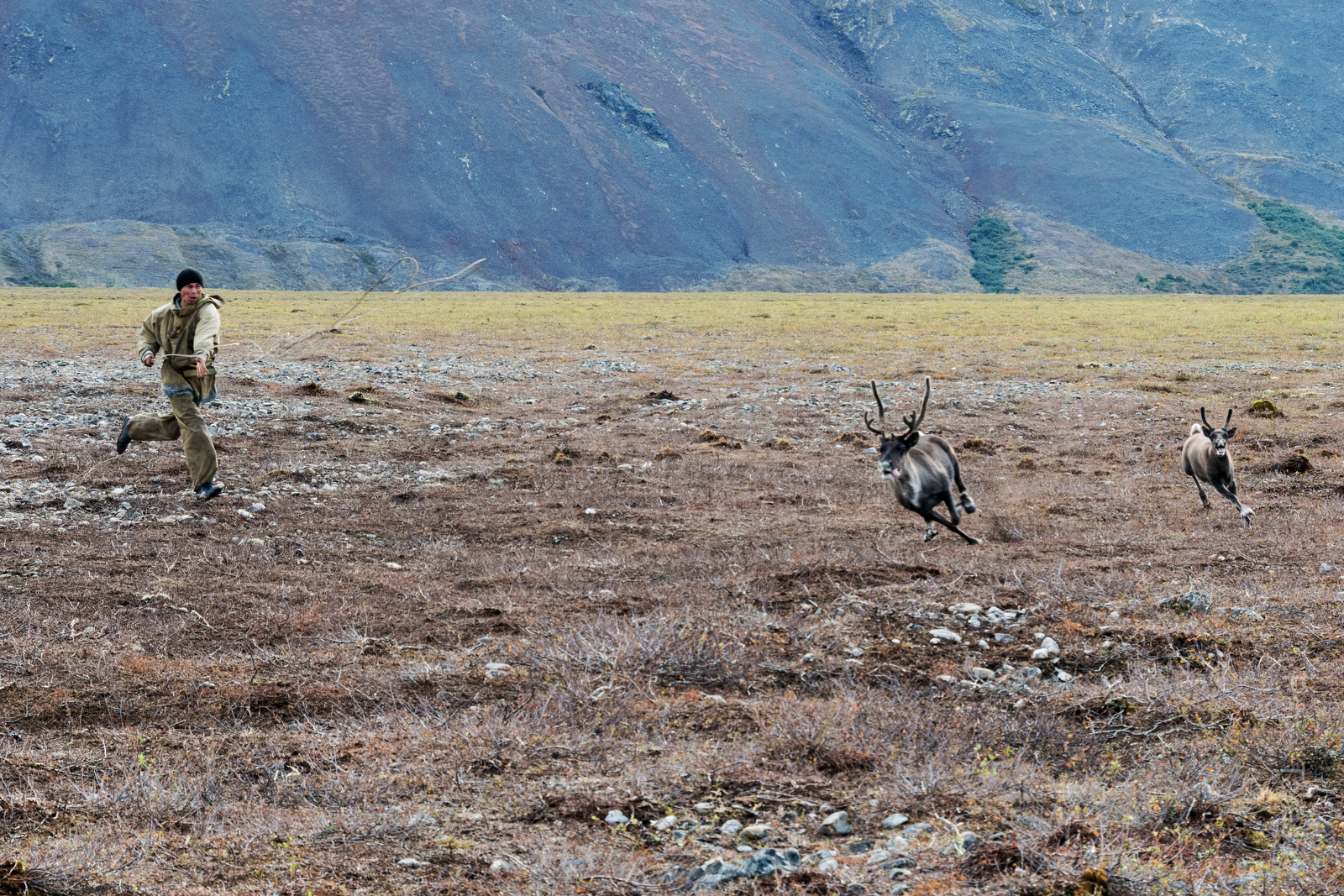 Пастухи ловили и осматривали хромающих оленей 