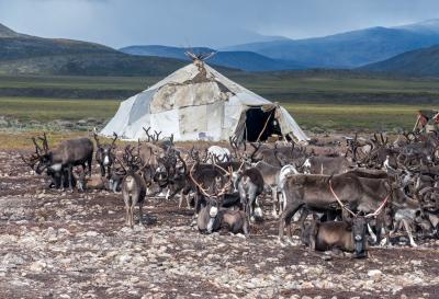 Олени и яранга