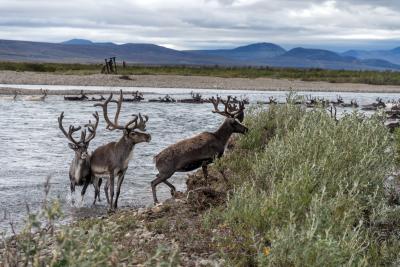Переправа оленей