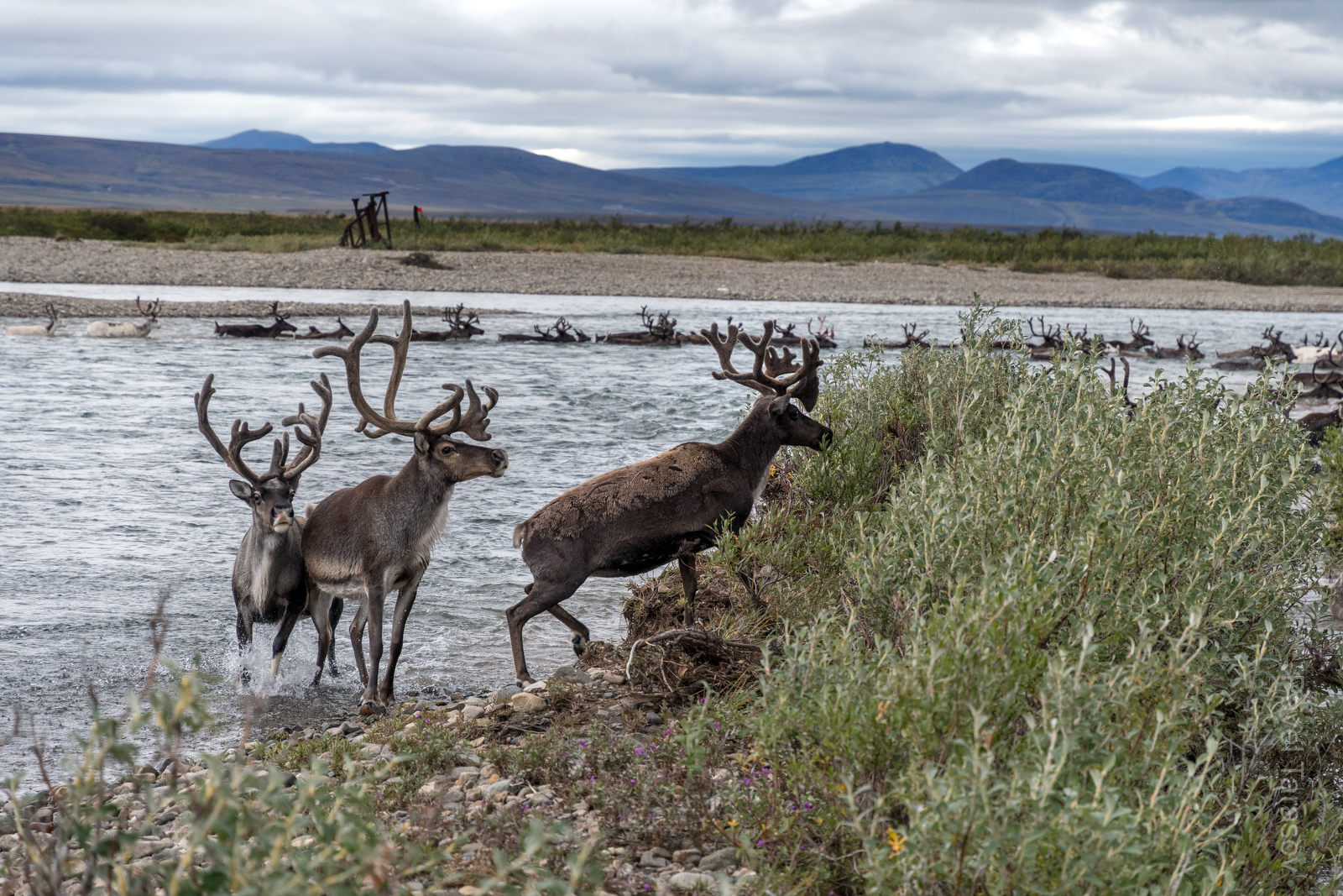 При нас пастухи собрали стадо и переправили через Пектымель