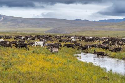 Стадо оленей