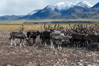Стадо оленей