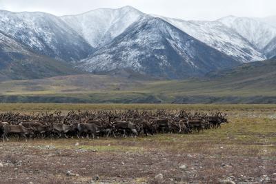 Стадо оленей