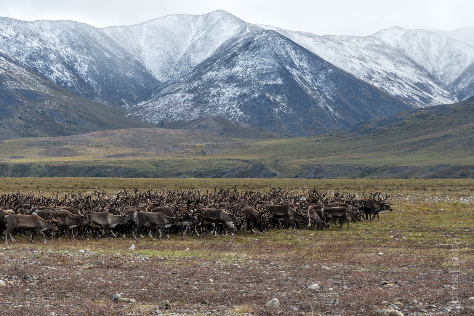 Самое маленькое стадо оленей из всех бригад - "всего" 700 голов