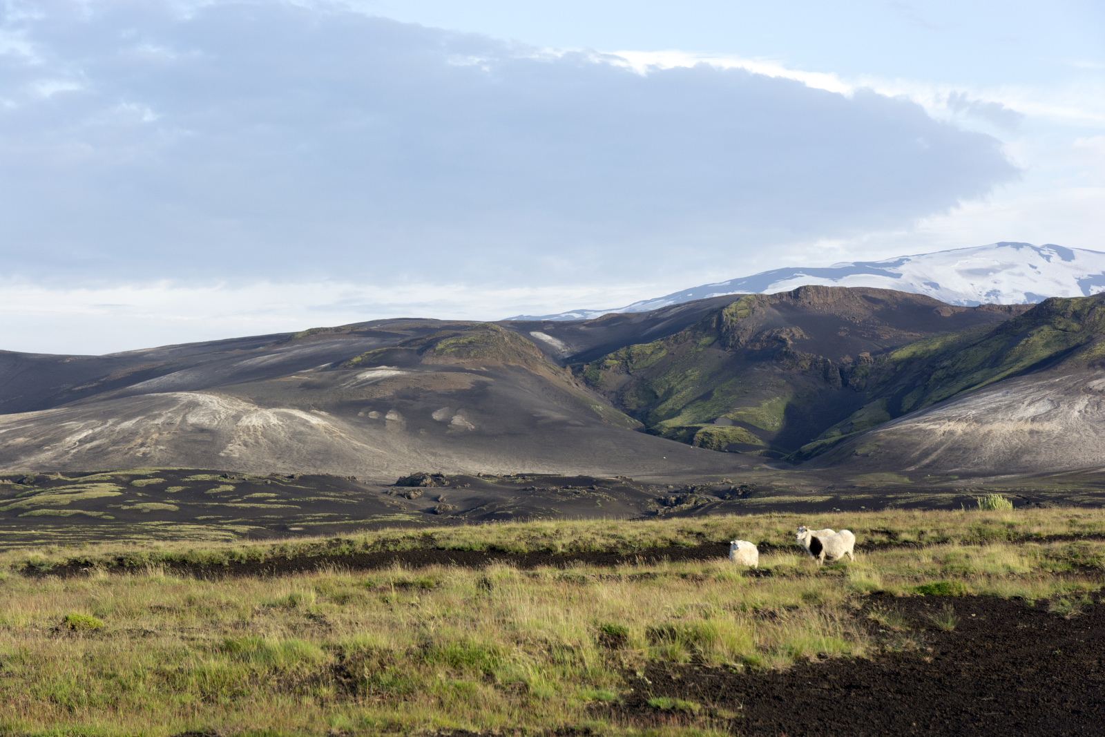 На травке около вулкана пасутся вездесущие Исландские бараны