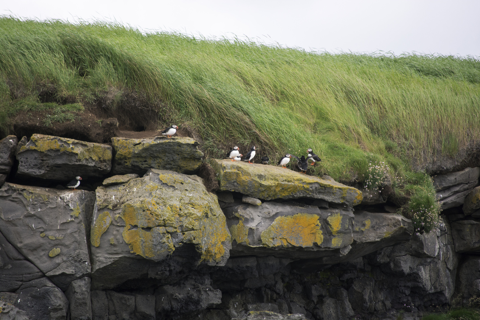 Тупики не особо желали позировать и сидели на берегу, в далеке от лодки