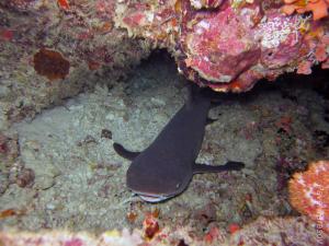 Маленькая акулка