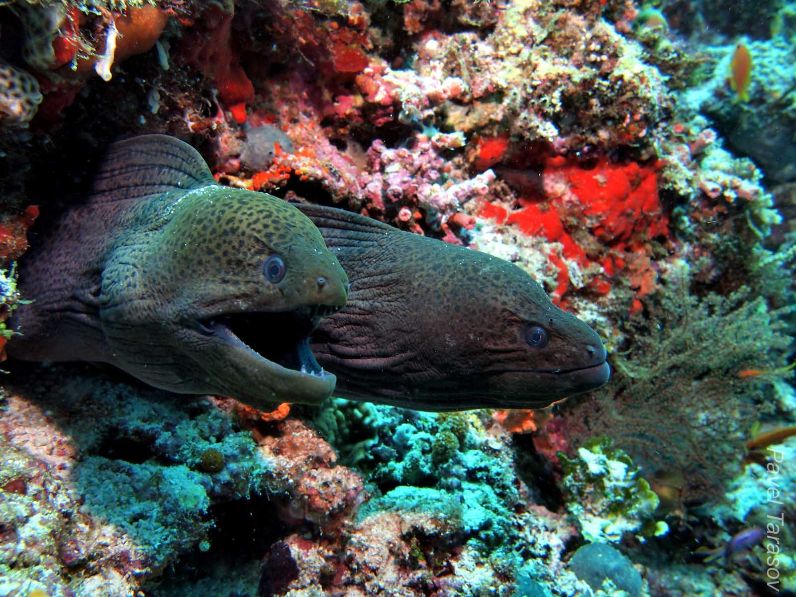 Часто несколько мурен сидят в одной пещере. На данном кадре, это обе giant moray, но бывают и мурены разных видов