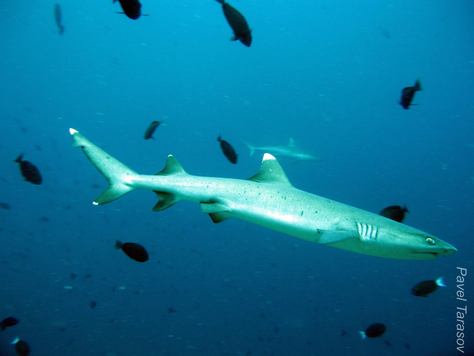 Белоперые акулы тонкие, как селедки. На заднем фоне серая рифовая акула, сравните "фигуру"