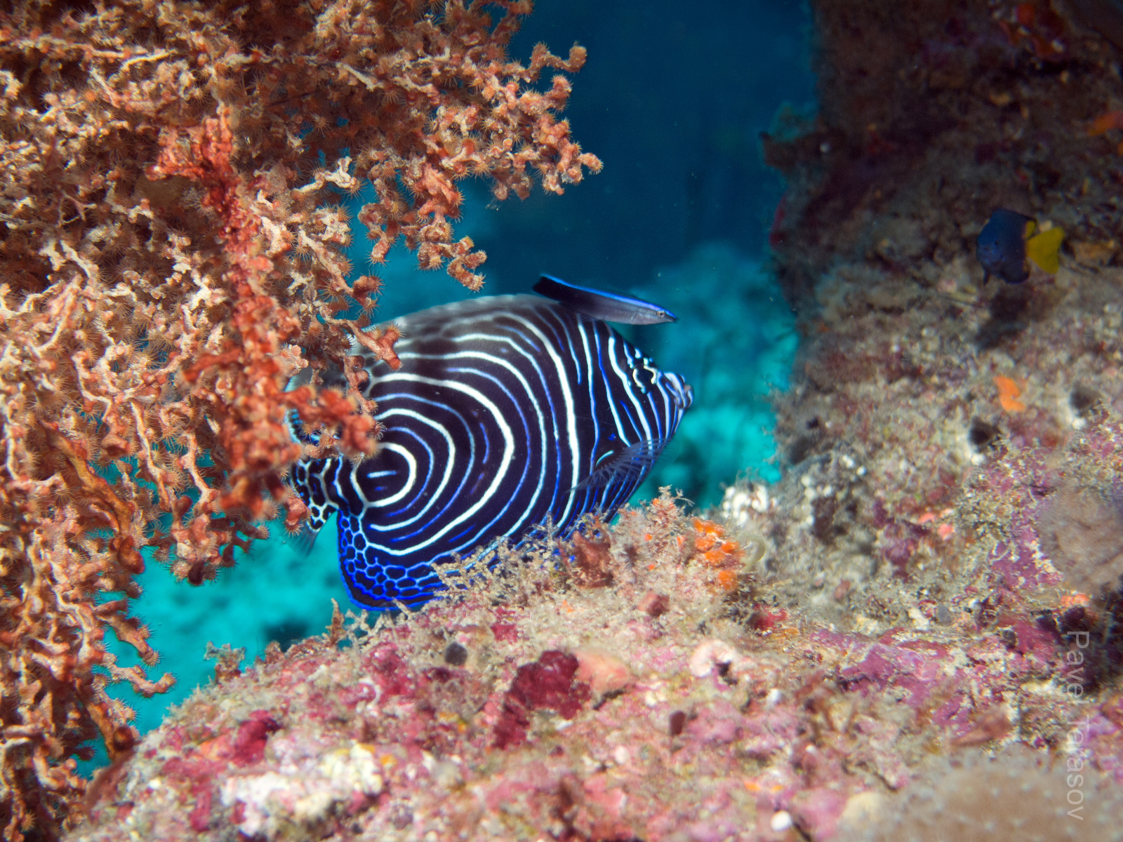 Смотрите следующую фотографию - смена расскраски невообразимая!