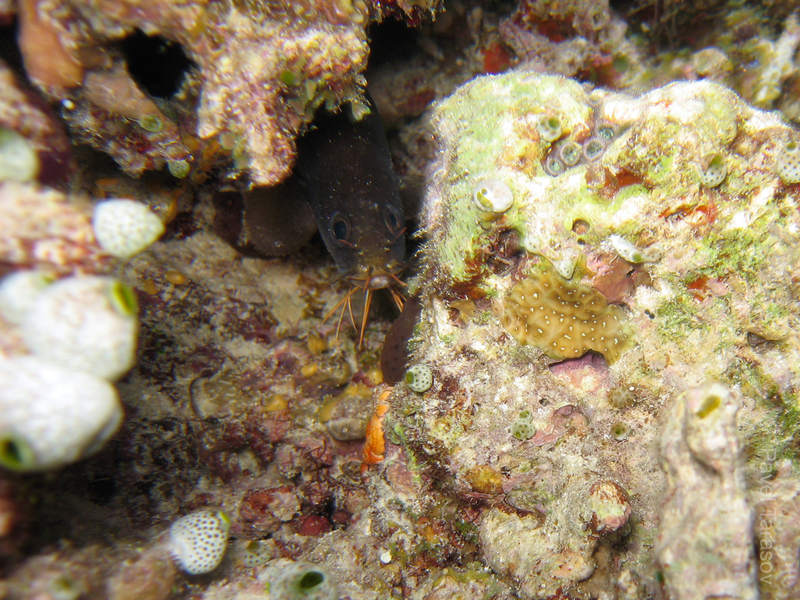 Несколько раз на рифах я встречал эту рыбу, но ни разу не удавалось сфотографировать. Это Bearded Rockling, который вылезает охотиться только по ночам. Рыба крайне пугливая, и сразу скрывается как только пытаешься приблизиться. Не путать с cat fish ;) <br><br>

Здесь мне повезло - она оказалась в маленькой пещерке из которой был выход только на меня. Увидел ее уже под конец нырка на задержке дыхания и успел сделать всего пару фоток. Естественно, когда я вернулся через минуту к этой пещерке она уже скрылась.