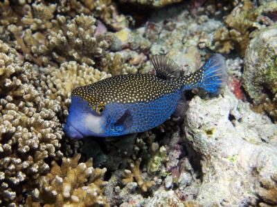 Кузовок (boxfish)