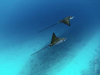 Скаты-орляки