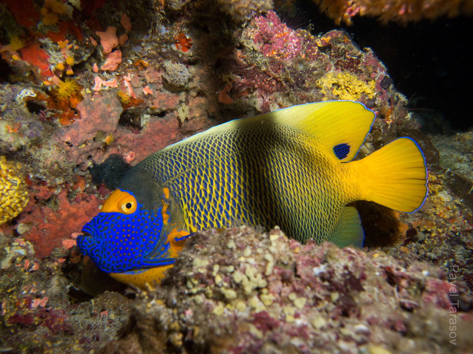 На предыдущей фотке его малек